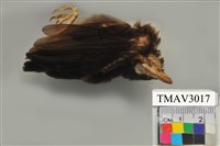 藏品(紅嘴黑鵯)的圖片